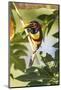Brazil, Mato Grosso, the Pantanal. Chestnut-Eared Aracari in a Tree-Ellen Goff-Mounted Photographic Print