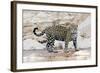 Brazil, Mato Grosso, the Pantanal, Cuiaba River. Jaguar Walking Along the Bank of the Cuiaba River-Ellen Goff-Framed Photographic Print