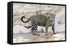 Brazil, Mato Grosso, the Pantanal, Cuiaba River. Jaguar Walking Along the Bank of the Cuiaba River-Ellen Goff-Framed Stretched Canvas