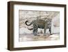 Brazil, Mato Grosso, the Pantanal, Cuiaba River. Jaguar Walking Along the Bank of the Cuiaba River-Ellen Goff-Framed Photographic Print