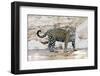 Brazil, Mato Grosso, the Pantanal, Cuiaba River. Jaguar Walking Along the Bank of the Cuiaba River-Ellen Goff-Framed Photographic Print