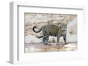 Brazil, Mato Grosso, the Pantanal, Cuiaba River. Jaguar Walking Along the Bank of the Cuiaba River-Ellen Goff-Framed Photographic Print