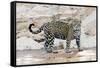 Brazil, Mato Grosso, the Pantanal, Cuiaba River. Jaguar Walking Along the Bank of the Cuiaba River-Ellen Goff-Framed Stretched Canvas