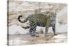 Brazil, Mato Grosso, the Pantanal, Cuiaba River. Jaguar Walking Along the Bank of the Cuiaba River-Ellen Goff-Stretched Canvas