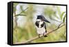 Brazil, Mato Grosso, the Pantanal. Female Amazon Kingfisher on a Branch-Ellen Goff-Framed Stretched Canvas