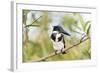 Brazil, Mato Grosso, the Pantanal. Female Amazon Kingfisher on a Branch-Ellen Goff-Framed Photographic Print