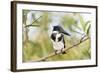 Brazil, Mato Grosso, the Pantanal. Female Amazon Kingfisher on a Branch-Ellen Goff-Framed Photographic Print