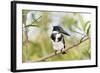 Brazil, Mato Grosso, the Pantanal. Female Amazon Kingfisher on a Branch-Ellen Goff-Framed Photographic Print