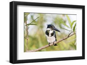 Brazil, Mato Grosso, the Pantanal. Female Amazon Kingfisher on a Branch-Ellen Goff-Framed Photographic Print