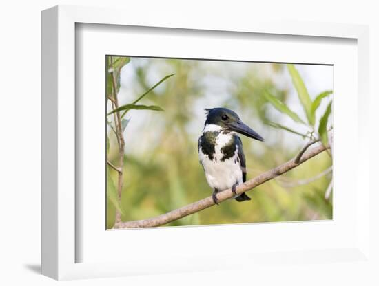 Brazil, Mato Grosso, the Pantanal. Female Amazon Kingfisher on a Branch-Ellen Goff-Framed Photographic Print