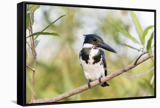 Brazil, Mato Grosso, the Pantanal. Female Amazon Kingfisher on a Branch-Ellen Goff-Framed Stretched Canvas