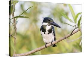 Brazil, Mato Grosso, the Pantanal. Female Amazon Kingfisher on a Branch-Ellen Goff-Stretched Canvas