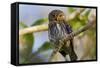 Brazil, Mato Grosso, the Pantanal, Ferruginous Pygmy Owl in a Tree-Ellen Goff-Framed Stretched Canvas