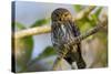 Brazil, Mato Grosso, the Pantanal, Ferruginous Pygmy Owl in a Tree-Ellen Goff-Stretched Canvas
