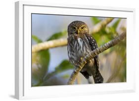Brazil, Mato Grosso, the Pantanal, Ferruginous Pygmy Owl in a Tree-Ellen Goff-Framed Photographic Print