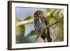 Brazil, Mato Grosso, the Pantanal, Ferruginous Pygmy Owl in a Tree-Ellen Goff-Framed Photographic Print