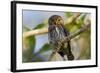 Brazil, Mato Grosso, the Pantanal, Ferruginous Pygmy Owl in a Tree-Ellen Goff-Framed Photographic Print