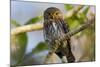Brazil, Mato Grosso, the Pantanal, Ferruginous Pygmy Owl in a Tree-Ellen Goff-Mounted Photographic Print