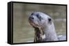 Brazil, Mato Grosso, the Pantanal. Giant River Otter Portrait-Ellen Goff-Framed Stretched Canvas