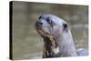 Brazil, Mato Grosso, the Pantanal. Giant River Otter Portrait-Ellen Goff-Stretched Canvas