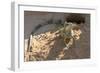 Brazil, Mato Grosso, the Pantanal, Green Iguana Digging Nest Along the River Bank-Ellen Goff-Framed Photographic Print