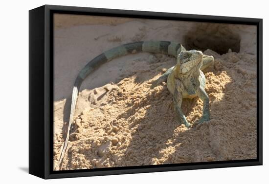 Brazil, Mato Grosso, the Pantanal, Green Iguana Digging Nest Along the River Bank-Ellen Goff-Framed Stretched Canvas