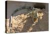 Brazil, Mato Grosso, the Pantanal, Green Iguana Digging Nest Along the River Bank-Ellen Goff-Stretched Canvas