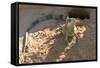 Brazil, Mato Grosso, the Pantanal, Green Iguana Digging Nest Along the River Bank-Ellen Goff-Framed Stretched Canvas