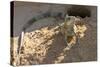 Brazil, Mato Grosso, the Pantanal, Green Iguana Digging Nest Along the River Bank-Ellen Goff-Stretched Canvas