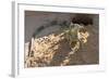 Brazil, Mato Grosso, the Pantanal, Green Iguana Digging Nest Along the River Bank-Ellen Goff-Framed Photographic Print