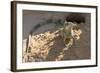 Brazil, Mato Grosso, the Pantanal, Green Iguana Digging Nest Along the River Bank-Ellen Goff-Framed Photographic Print