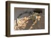 Brazil, Mato Grosso, the Pantanal, Green Iguana Digging Nest Along the River Bank-Ellen Goff-Framed Photographic Print