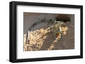 Brazil, Mato Grosso, the Pantanal, Green Iguana Digging Nest Along the River Bank-Ellen Goff-Framed Photographic Print