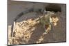 Brazil, Mato Grosso, the Pantanal, Green Iguana Digging Nest Along the River Bank-Ellen Goff-Mounted Photographic Print