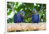 Brazil, Mato Grosso, the Pantanal, Hyacinth Macaw on a Branch-Ellen Goff-Framed Photographic Print