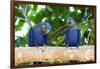 Brazil, Mato Grosso, the Pantanal, Hyacinth Macaw on a Branch-Ellen Goff-Framed Photographic Print