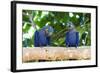 Brazil, Mato Grosso, the Pantanal, Hyacinth Macaw on a Branch-Ellen Goff-Framed Photographic Print