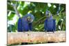 Brazil, Mato Grosso, the Pantanal, Hyacinth Macaw on a Branch-Ellen Goff-Mounted Photographic Print