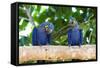 Brazil, Mato Grosso, the Pantanal, Hyacinth Macaw on a Branch-Ellen Goff-Framed Stretched Canvas