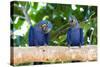 Brazil, Mato Grosso, the Pantanal, Hyacinth Macaw on a Branch-Ellen Goff-Stretched Canvas