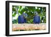 Brazil, Mato Grosso, the Pantanal, Hyacinth Macaw on a Branch-Ellen Goff-Framed Photographic Print