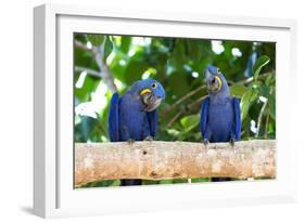 Brazil, Mato Grosso, the Pantanal, Hyacinth Macaw on a Branch-Ellen Goff-Framed Photographic Print