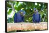 Brazil, Mato Grosso, the Pantanal, Hyacinth Macaw on a Branch-Ellen Goff-Framed Stretched Canvas