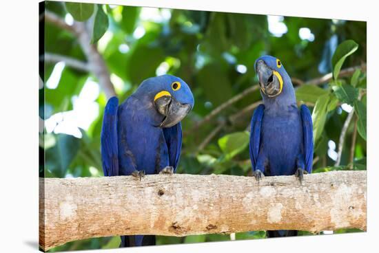 Brazil, Mato Grosso, the Pantanal, Hyacinth Macaw on a Branch-Ellen Goff-Stretched Canvas