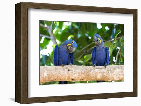 Brazil, Mato Grosso, the Pantanal, Hyacinth Macaw on a Branch-Ellen Goff-Framed Photographic Print