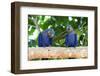 Brazil, Mato Grosso, the Pantanal, Hyacinth Macaw on a Branch-Ellen Goff-Framed Photographic Print