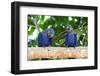 Brazil, Mato Grosso, the Pantanal, Hyacinth Macaw on a Branch-Ellen Goff-Framed Photographic Print