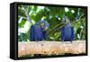 Brazil, Mato Grosso, the Pantanal, Hyacinth Macaw on a Branch-Ellen Goff-Framed Stretched Canvas