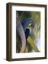 Brazil, Mato Grosso, the Pantanal, Hyacinth Macaw on Palm Branch-Ellen Goff-Framed Photographic Print