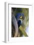 Brazil, Mato Grosso, the Pantanal, Hyacinth Macaw on Palm Branch-Ellen Goff-Framed Photographic Print